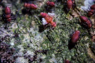 Casablanca : solutions professionnelles pour le traitement des termites dans le bois